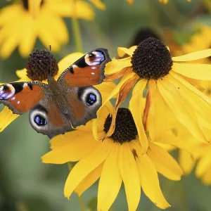 A peacock butterfly (Aglais io) sitting on a yellow flower A peacock butterfly (Aglais io) sitting on a yellow flower