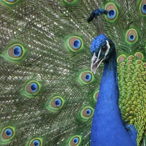 Peacock (P. scalloped ribbonfish) in ornamental plumage Peacock (P. scalloped ribbonfish) in ornamental plumage