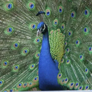 Peacock (P. scalloped ribbonfish) in ornamental plumage Peacock (P. scalloped ribbonfish) in ornamental plumage