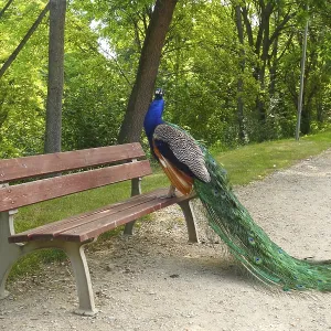 A peacock with vibrant feathers perches on a park bench in a lush