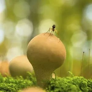 Pear-shaped puffball (Lycoperdon pyriforme) Pear-shaped puffball (Lycoperdon pyriforme)