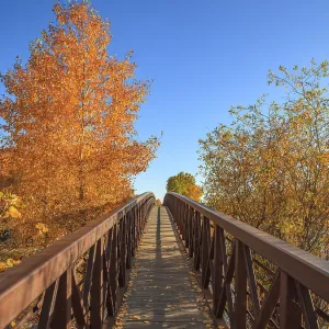 A pedestrian walkway leads past deciduous tress in beautiful autumn colors A pedestrian walkway leads past deciduous tress in beautiful autumn colors