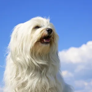 Pedigree dog, Havanese sits proudly in front of a blue sky with a few clouds in the background Pedigree dog, Havanese sits proudly in front of a blue sky with a few clouds in the background