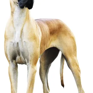 Pedigree Great Dane Dog over the white background