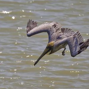 Pelican diving steeply over the water