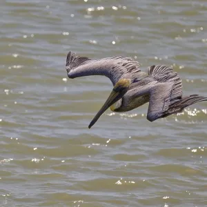 Pelican in dynamic diving flight over the water surface