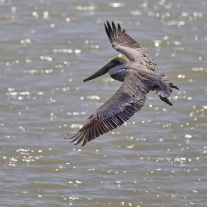 Pelican flying majestically over water