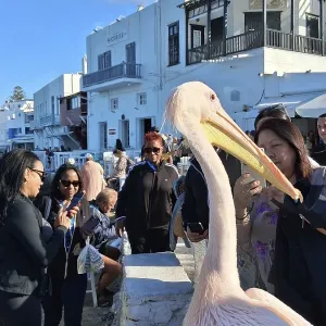 Pelican in front of Little Venice Print, Mykonos Greece Pelican in front of Little Venice Print, Mykonos Greece
