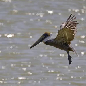 Pelican lowering its wings in flight over the water