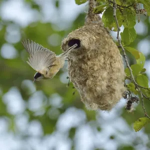 Penduline Tit (Remiz pendulinus) flying from its nest Penduline Tit (Remiz pendulinus) flying from its nest