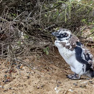 A penguin with its chick under bushes on the beach