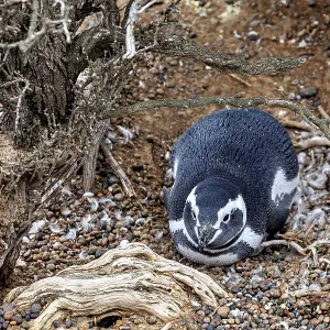 A penguin lies calmly under the roots of a bush