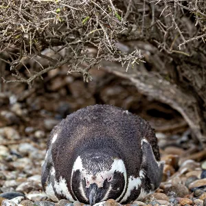 A penguin lies camouflaged under bushy undergrowth on pebbles