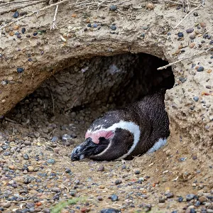 A penguin lies hidden in the ground in a small cave