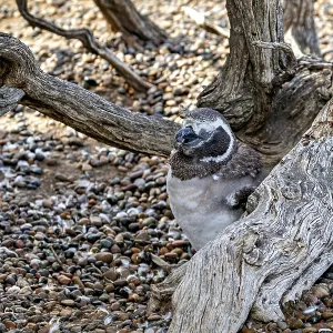 A penguin rests hidden between branches and a tree trunk