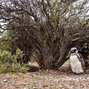 A penguin stands under a large shrub on gravelly ground
