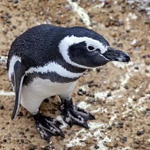 A penguin stands on pebbles and looks up
