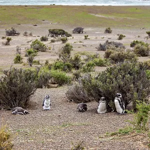Several penguins are scattered in an open