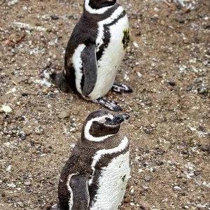 Two penguins stand side by side on a rocky ground