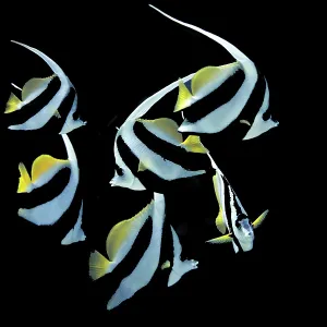 Pennant Coralfish or Longfin Bannerfish (Heniochus acuminatus)