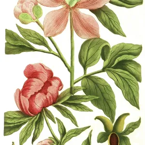 Peony variant, Paeonia mas flore incarnate minor