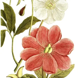Peony variant, Paeonia mas major