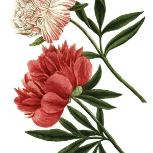 Peony variant, Paeonia mas major flore incarnato pleno