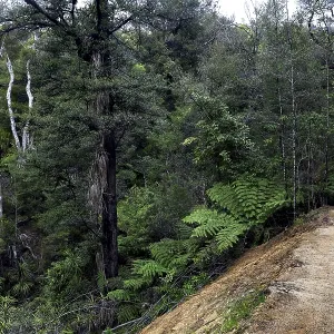 People on the Abel Tasman track through a green forest