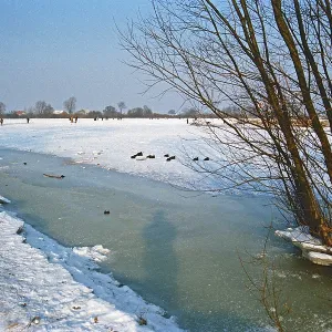 People walk across ice rink, trees