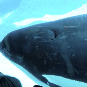 People watch a killer whale through a glass pane in an aquarium
