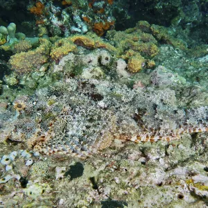 Perfectly camouflaged Papua dragon head (Scorpaenopsis papuensis) lies motionless on a coral reef