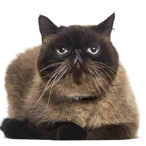 Persian (2 years old)
