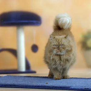 Persian cat, detachable