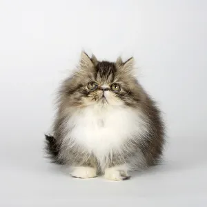 Persian cat, kitten, 12 weeks, black-tabby-white Persian cat, kitten, 12 weeks, black-tabby-white