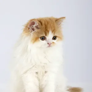 Persian cat, kitten Persian cat, kitten