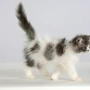 Persian cat, kitten Persian cat, kitten