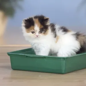 Persian cat, Kitten, On litter box, Litter box