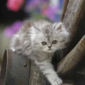 Persian cat, long-haired cat Persian cat, long-haired cat