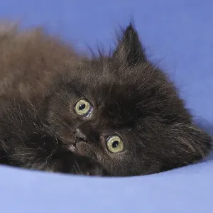 Persian cat, long-haired cat Persian cat, long-haired cat