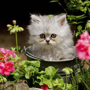 Persian cat, long-haired cat, kitten Persian cat, long-haired cat, kitten