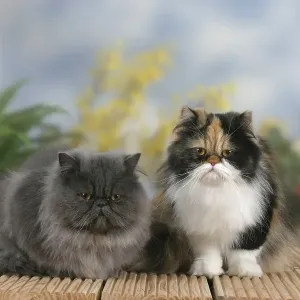 Persian cats, black-tortie-white and blue