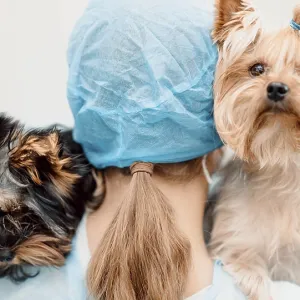 Person in blue gown holding two small dogs Person in blue gown holding two small dogs