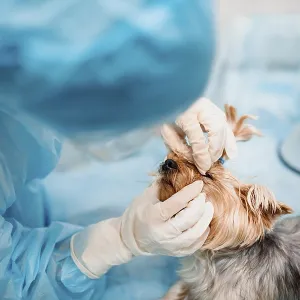 Person in gloves examining a dog's eyes in a veterinary setting Person in gloves examining a dog's eyes in a