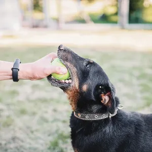 Person playing with a dog holding a ball in grassy area Person playing with a dog holding a ball in grassy area