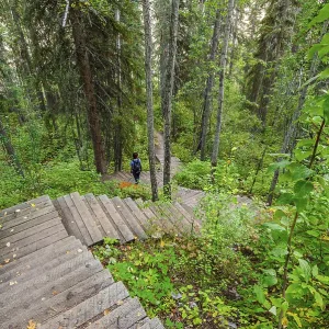 Person standing on the wooden steps descending through the forest into Twin Falls Gorge Person standing on the wooden steps descending through the forest into Twin Falls Gorge