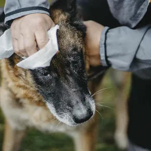 A person's hand cleans a dog's face with a white wipe outdoors A person's hand cleans a dog's face with a A person's hand cleans a dog's face with a white wipe outdoors A person's hand cleans a dog's face with a