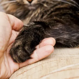 A person's hand gently holding a cat's paw A person's hand gently holding a cat's paw