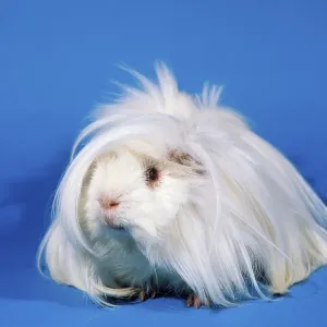 Peruvian guinea pig, white