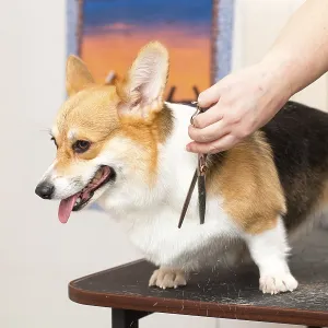 Pet groomer with scissors cut the fur dog corgi Pet groomer with scissors cut the fur dog corgi