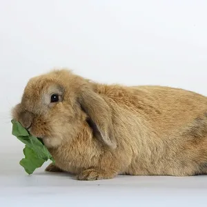 Pet rabbit
